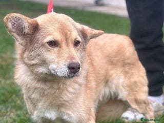 Mixed Breed dogs ✨ Elena – a sweet girl with the softest heart ✨ - Advert 2