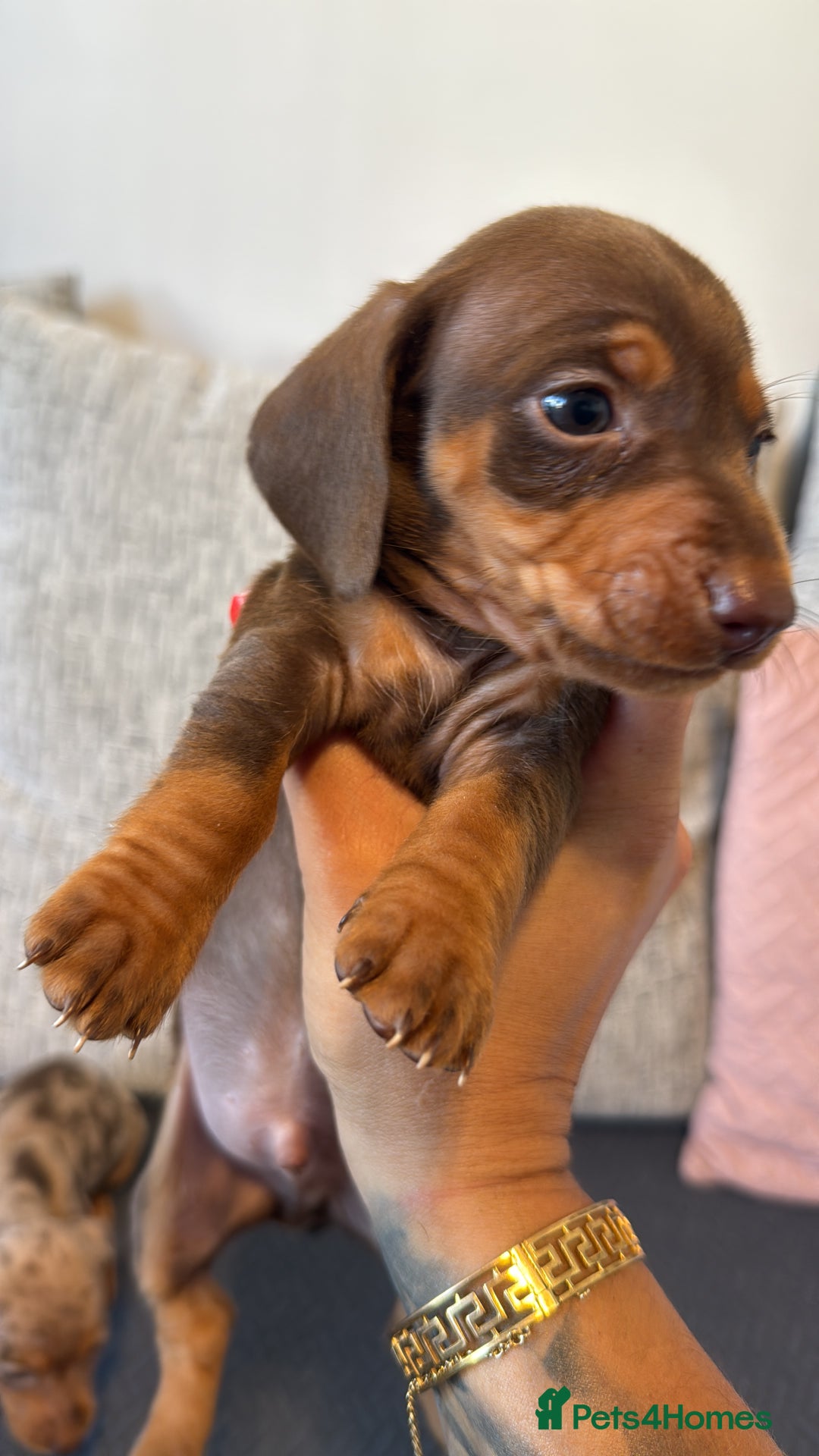 Miniature Dachshund dogs for sale: ❤️🐶 Miniature dachshund puppies 🐶❤️ READY NOW!! - Image 18