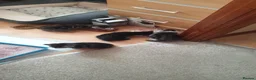 Mixed Breed cats for sale: Beautiful kitten 3 males and 3 females in Harlow - Advert 10