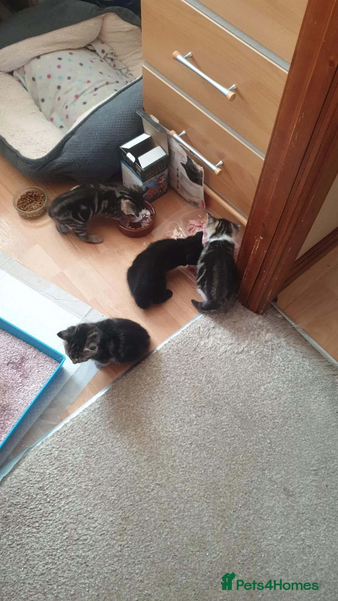 Mixed Breed cats for sale: Beautiful kitten 3 males and 3 females in Harlow - Advert 10