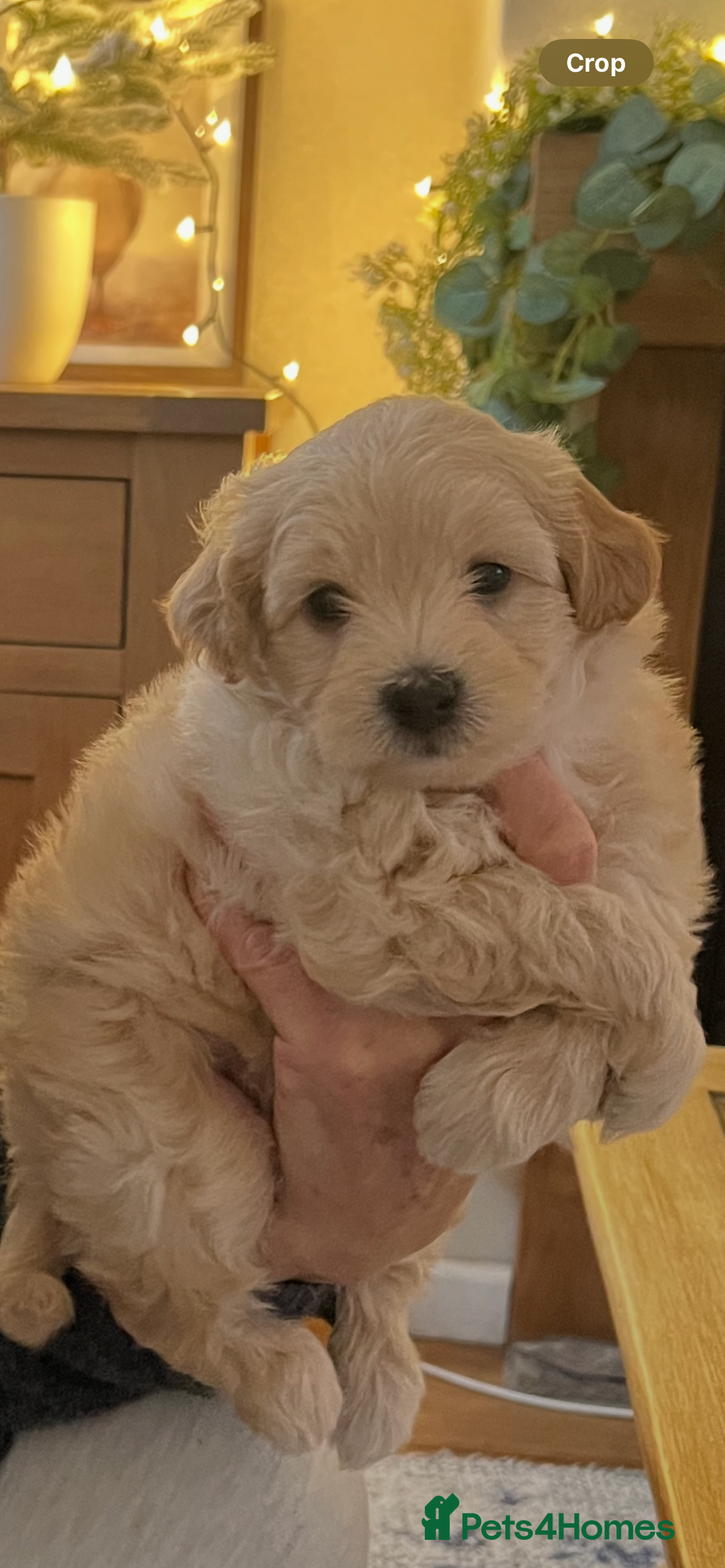 Maltipoo dogs for sale: Maltipoo puppies  - Advert 18