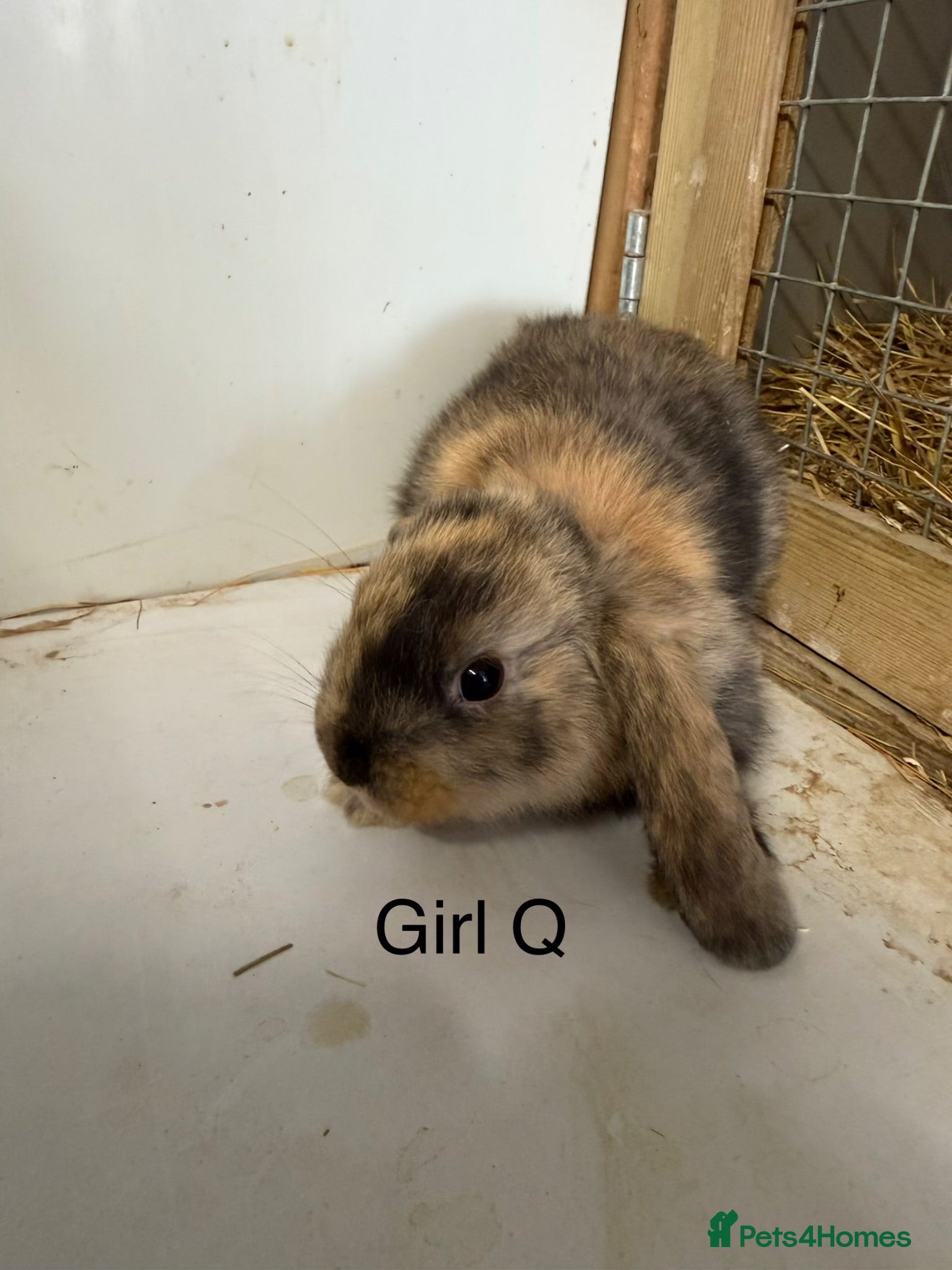 Mini Lop rabbits Beautiful mini lop bunnies  - Advert 2