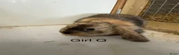 Mini Lop rabbits for sale: Beautiful mini lop bunnies  - Advert 2