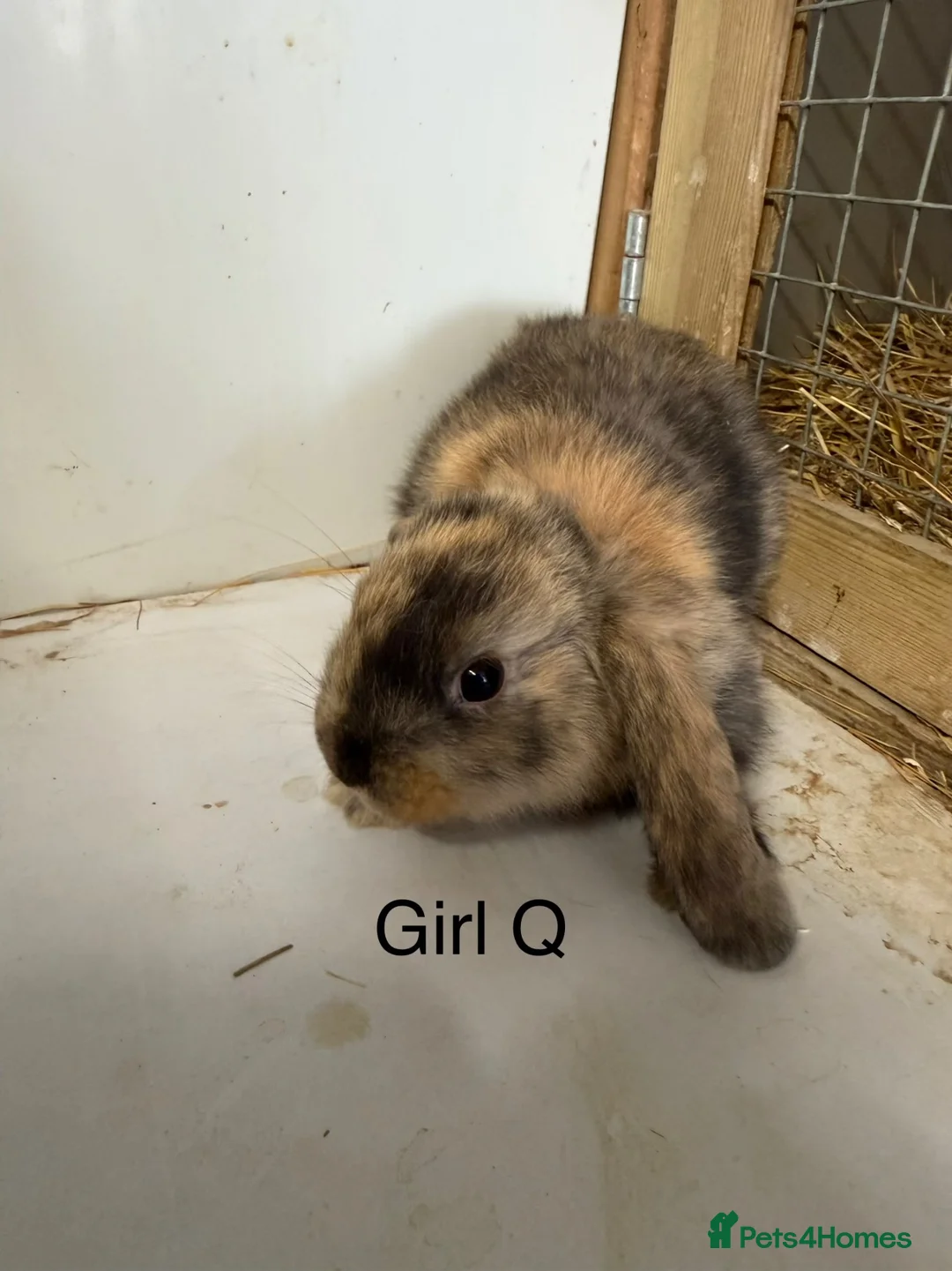 Mini Lop rabbits for sale: Beautiful mini lop bunnies  - Advert 2