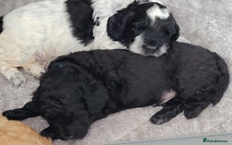 Cockapoo dogs for sale: F3 cockapoo  - Image 27