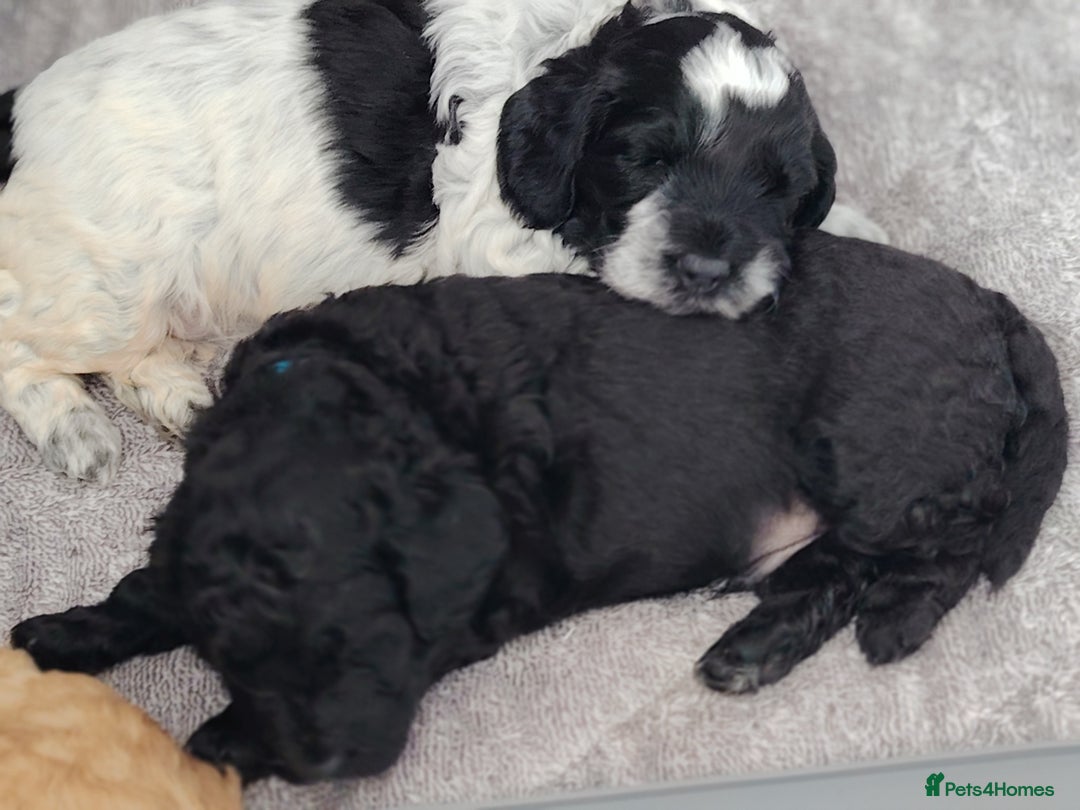 Cockapoo dogs for sale: F3 cockapoo  - Image 27