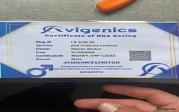 Lorikeets birds for sale: Rainbow lorikeet - Image 8