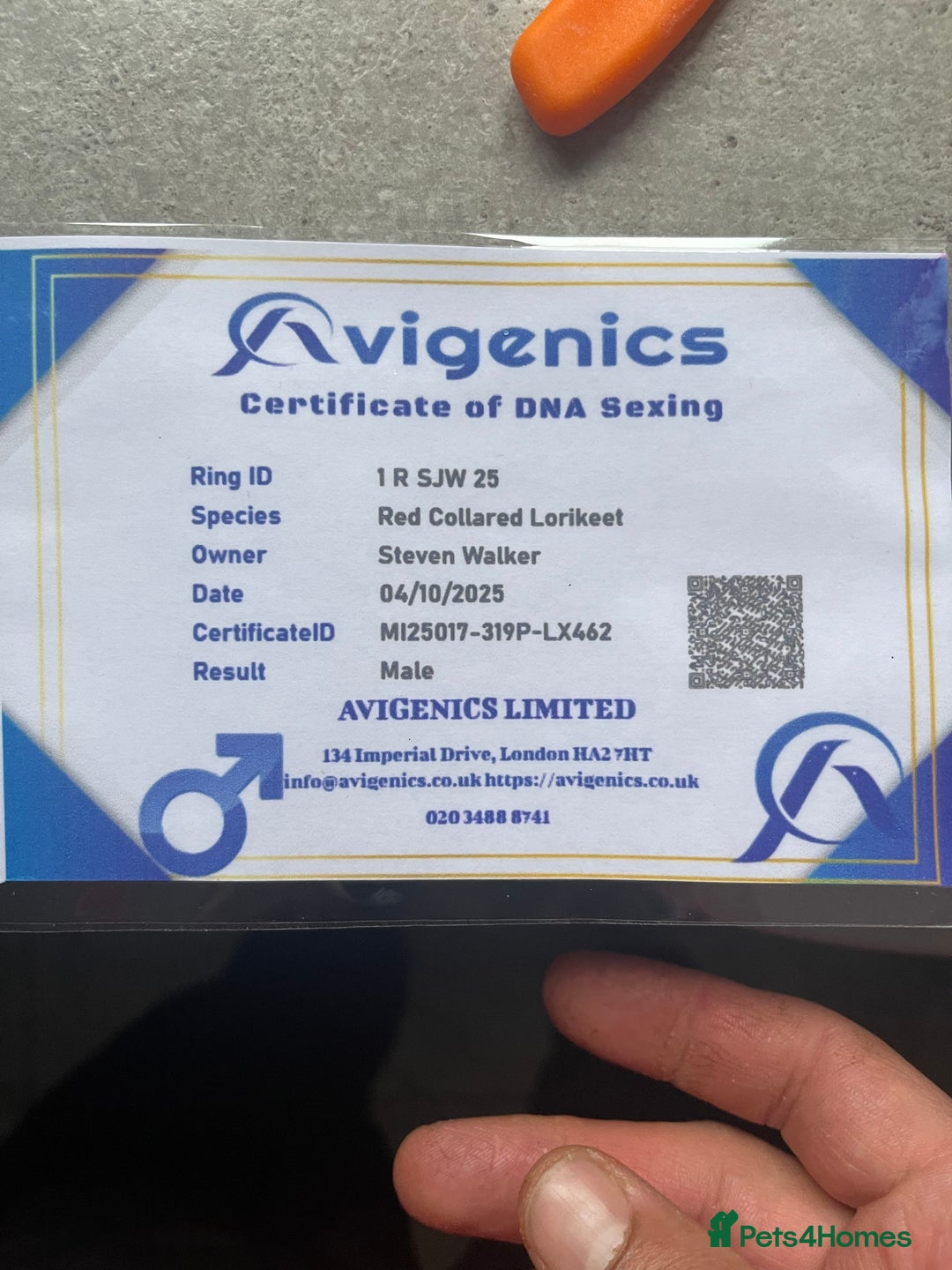 Lorikeets birds for sale: Rainbow lorikeet - Image 8