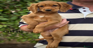 Cocker Spaniel dogs - Advert 10