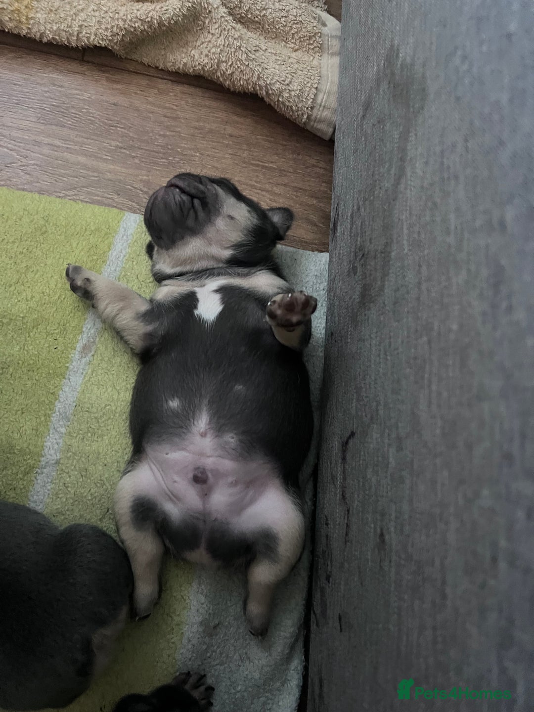 French Bulldog dogs for sale: 🐾 4 Beautiful French Bulldog Puppies 🐾 - Image 2