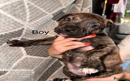 Mixed Breed dogs for sale: American bulldog X staffy 🏡 - Image 29