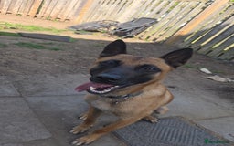 Belgian Shepherd Dog dogs for sale: Malinois Male 1 year 9 Months - Image 4