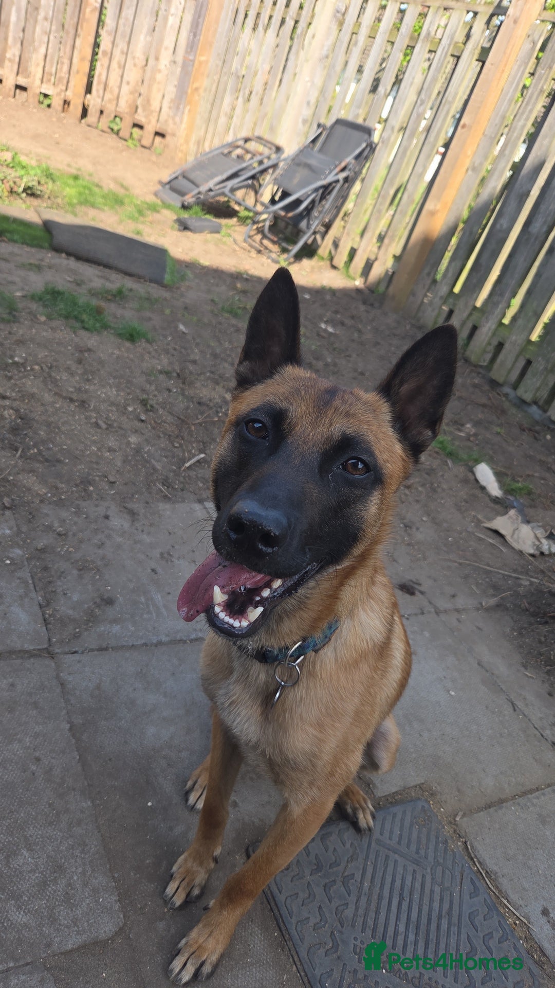 Belgian Shepherd Dog dogs for sale: Malinois Male 1 year 9 Months - Image 4