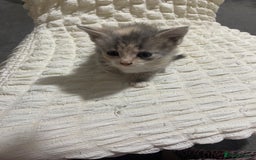 Mixed Breed cats for sale: Mama Cat and Kittens - Image 3