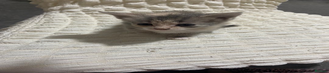 Mixed Breed Kitten 3