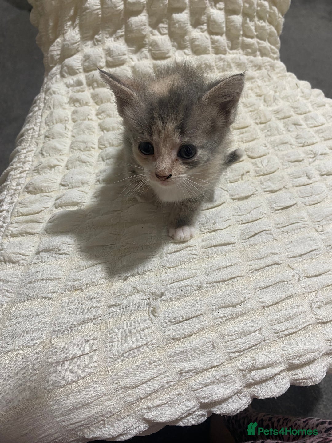 Mixed Breed cats for sale: Mama Cat and Kittens - Image 3