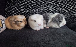 Guinea Pig rodents for sale: Coronet x peruvian baby guinea pigs - Image 1