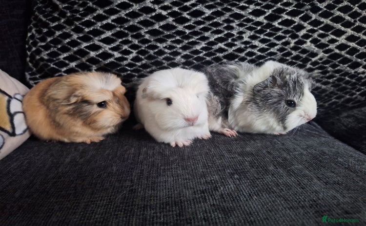 Guinea Pig rodents - Advert 8