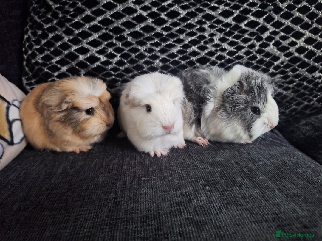 Guinea Pig rodents for sale: Coronet x peruvian baby guinea pigs - Image 1