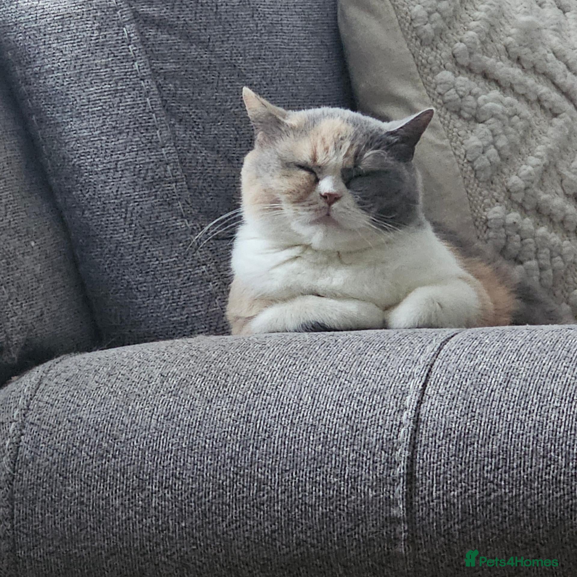 British Shorthair cats GCCF retiring queens - Advert 7