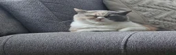 British Shorthair cats for sale: GCCF retiring queens - Advert 4