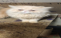 Persian cats for sale: Pure Persian kitten, champion bloodline  - Image 1