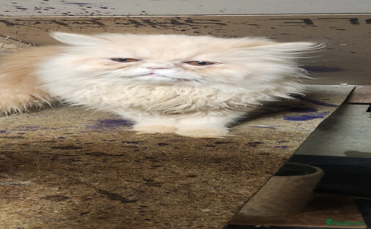 Persian cats - Advert 15