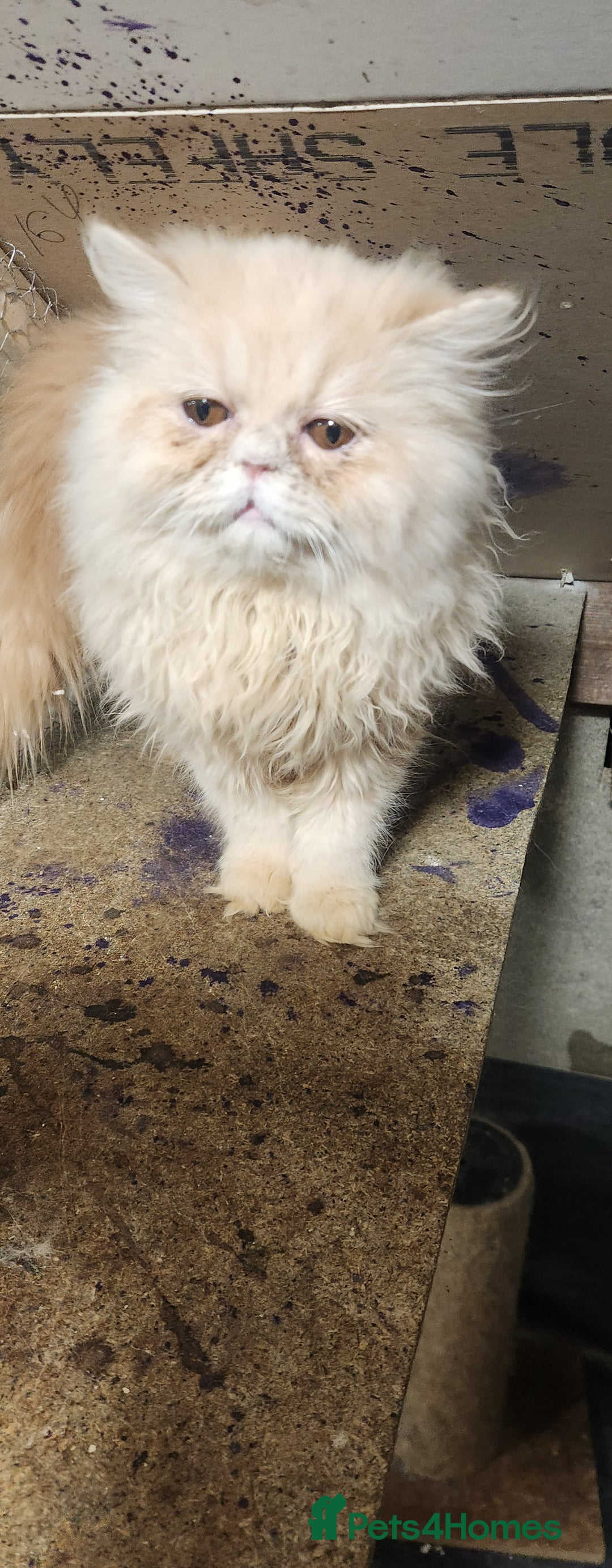 Persian cats for sale: Pure Persian kitten, champion bloodline  - Image 1