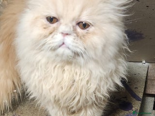 Persian cats - Advert 5