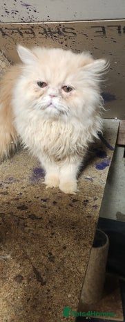Persian cats - Advert 15