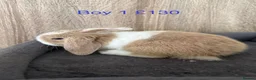 Mini Lop rabbits for sale: Pure Baby Mini Lops For Sale - Advert 14