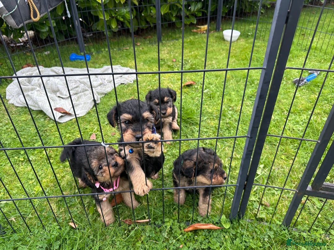 Mixed Breed dogs for sale: Welsh Terrier x Cavapoo (Teddy Bears 🧸 ) - Image 9