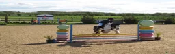Irish Cob horses for sale: 14.2 Super fun SJ/XC/PC pony.  - Advert 7