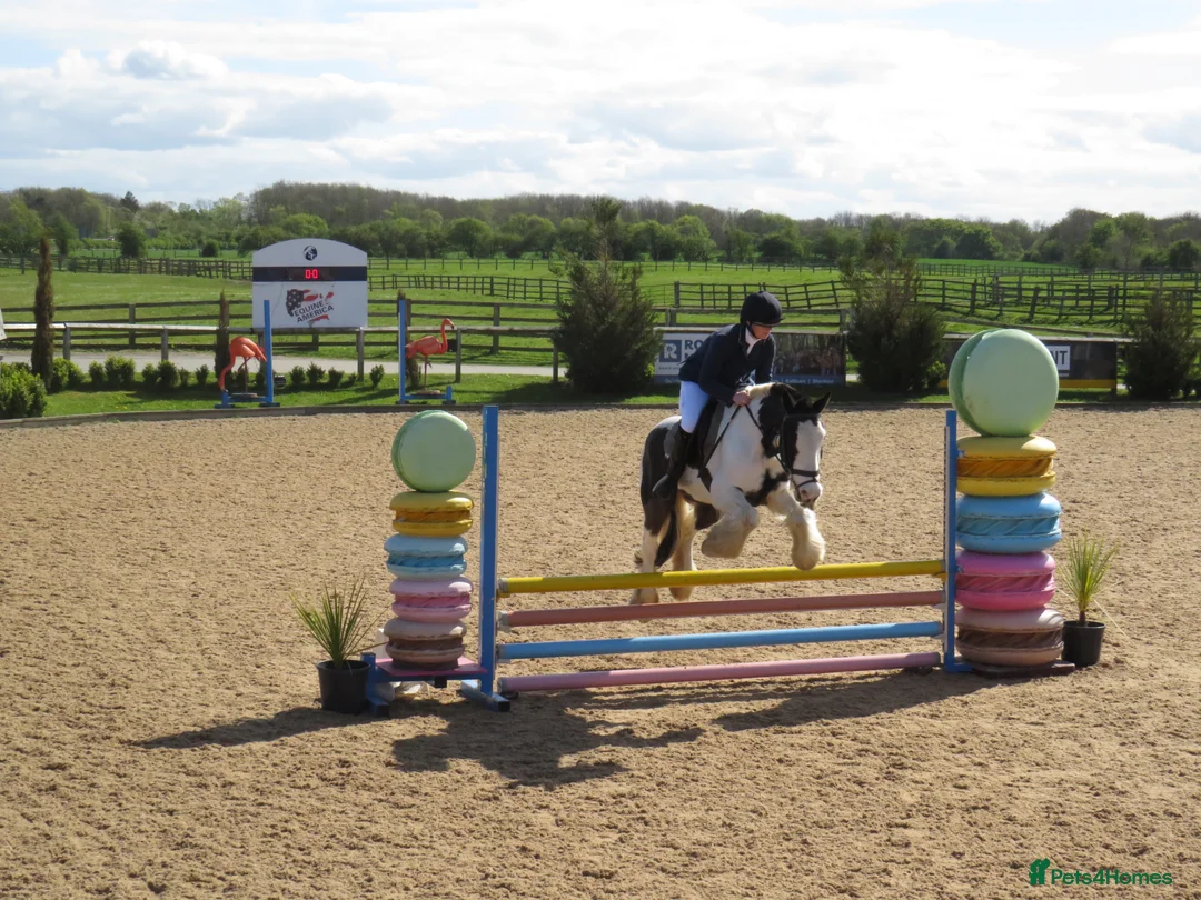 Irish Cob horses for sale: 14.2 Super fun SJ/XC/PC pony.  - Advert 7