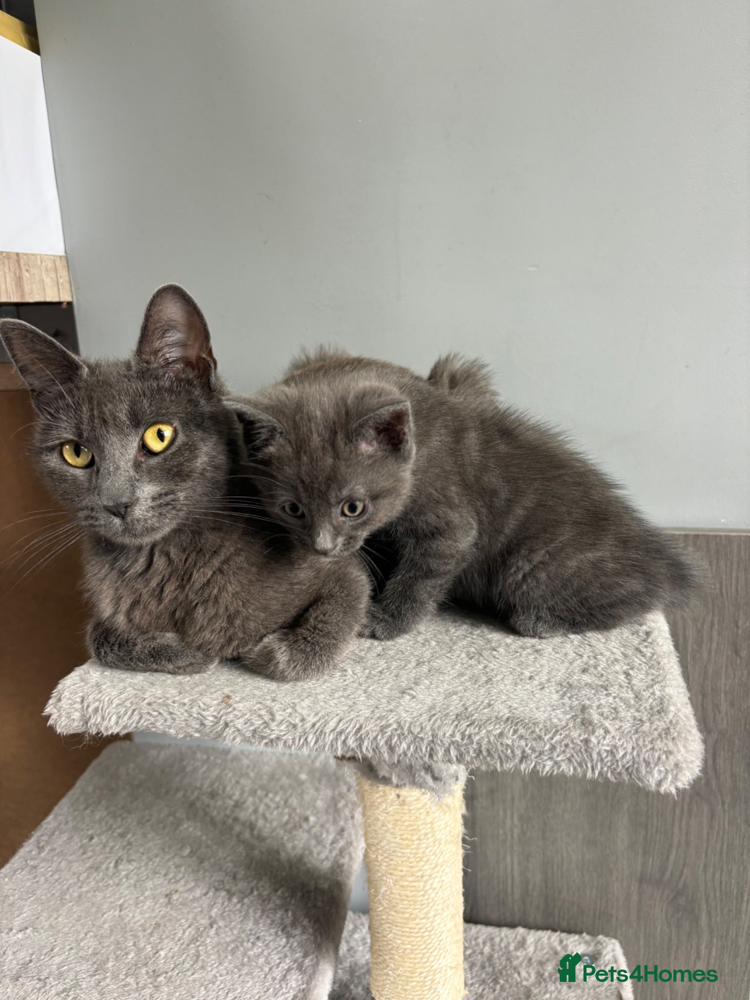 British Shorthair cats 2 boy British short haired  - Advert 2