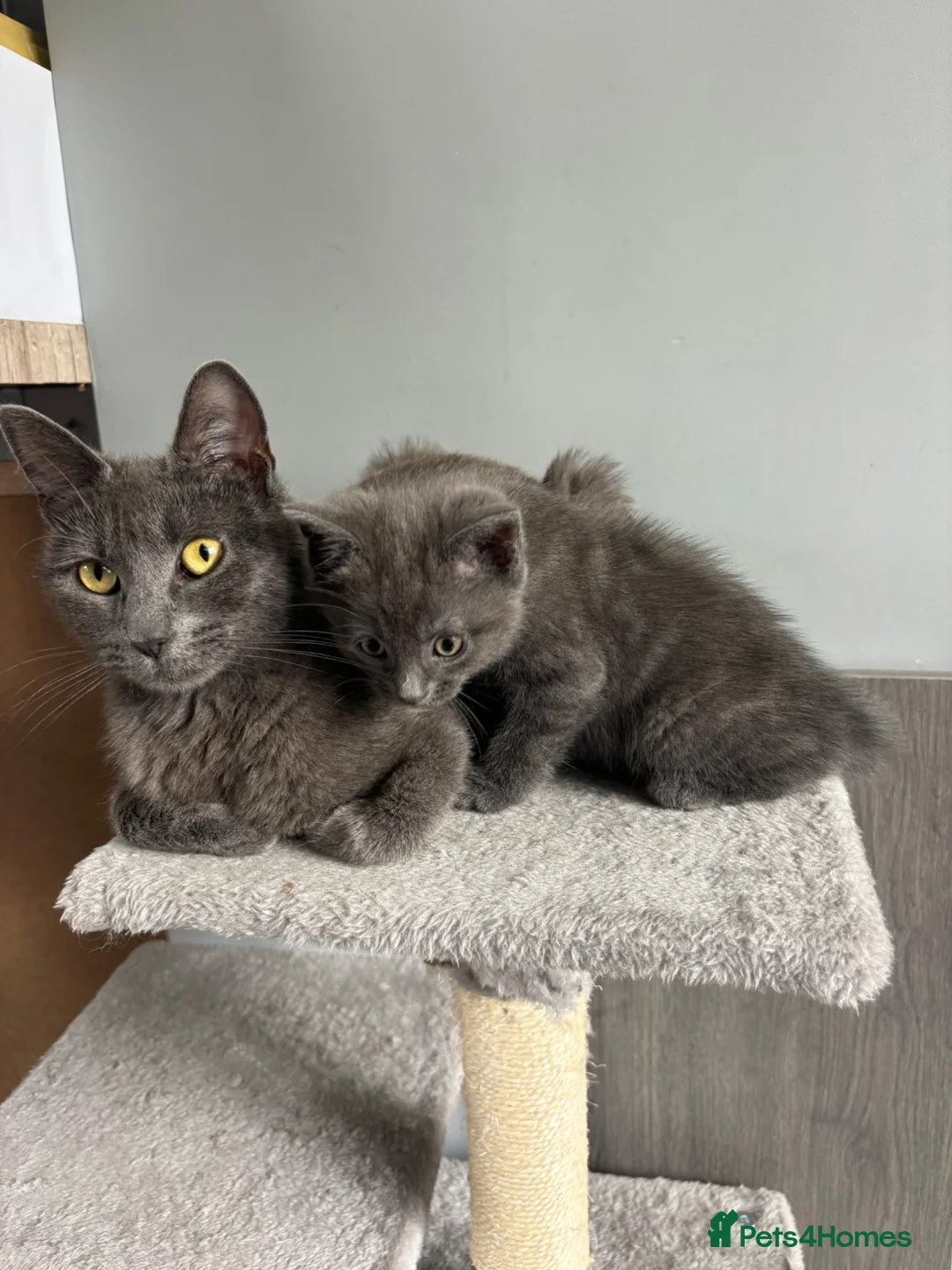 British Shorthair cats for sale: 2 boy British short haired  - Advert 1