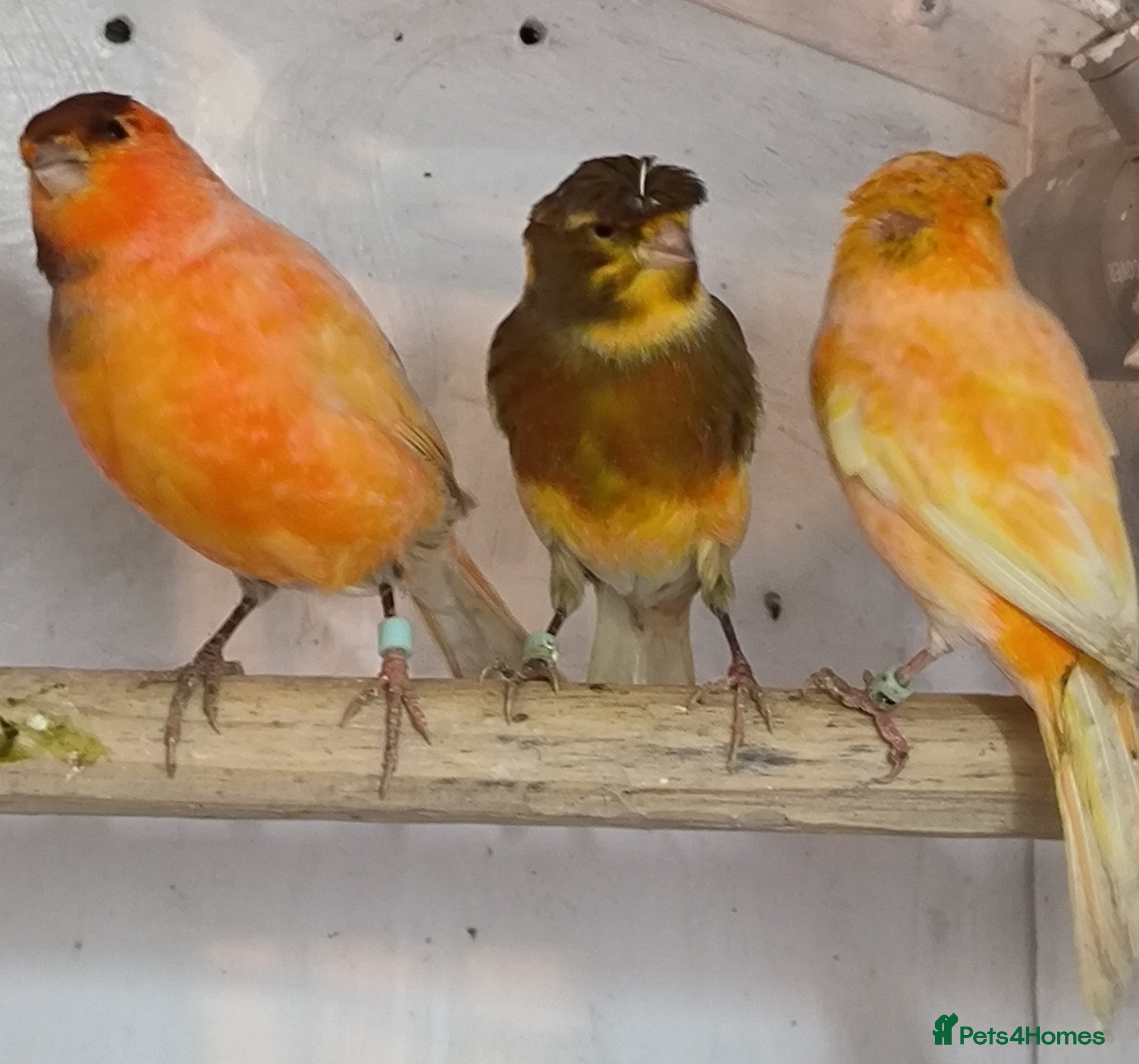 Canaries birds for sale: 5 beautiful 2025 canaries  - Advert 1