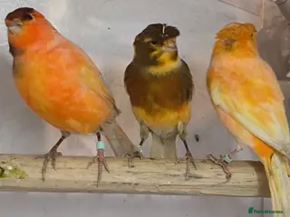 Canaries birds 5 beautiful 2025 canaries - Advert 20