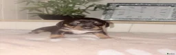 Jackshund dogs for sale: Dachshund x Jack Russel   - Advert 16