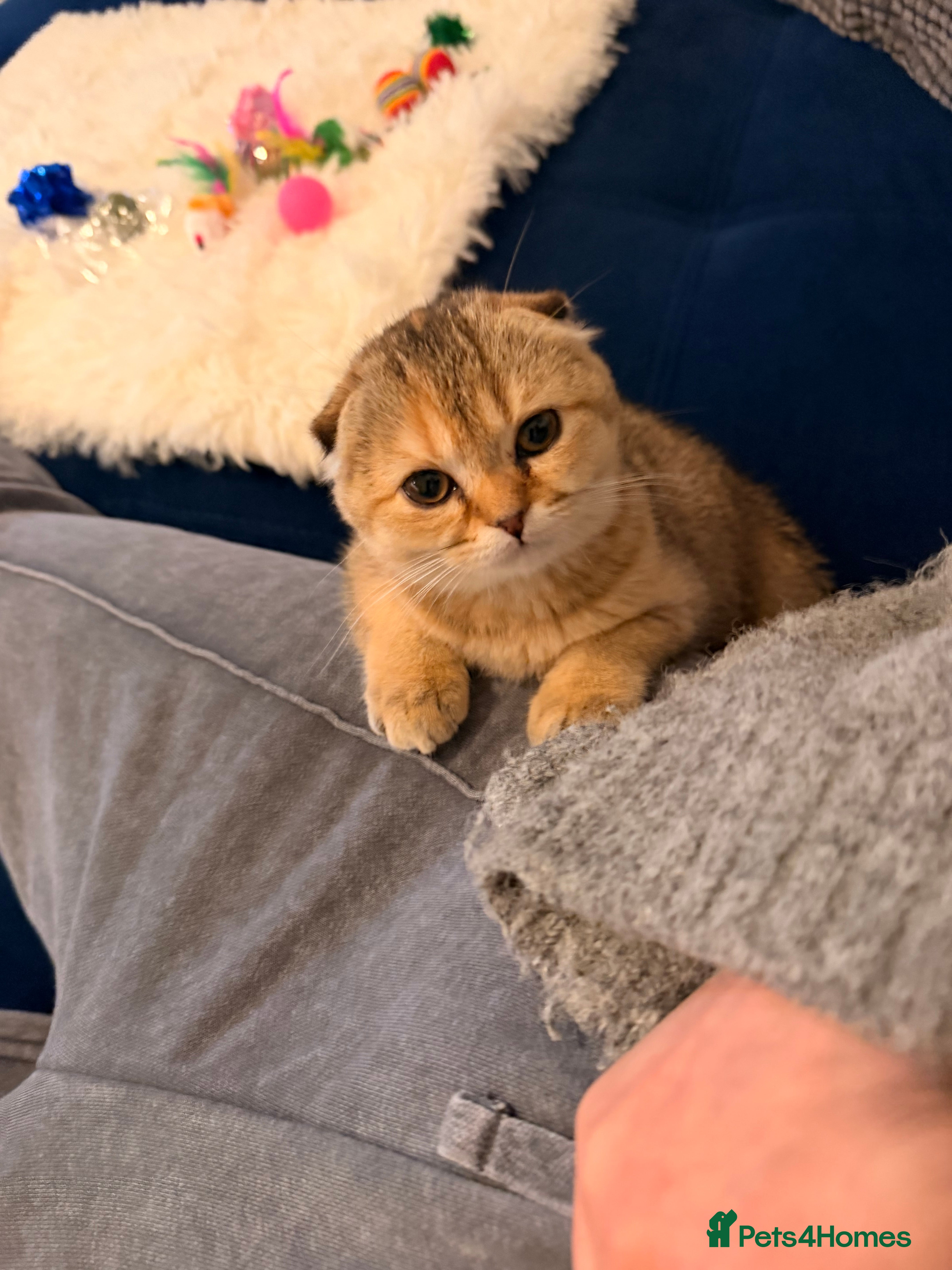 British Shorthair cats British fold  - Advert 9