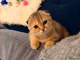 British Shorthair cats British fold - Advert 9