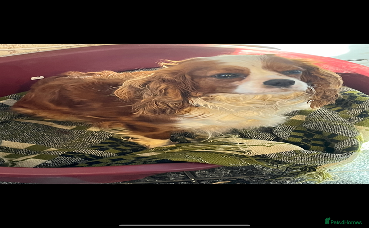 Cavalier King Charles Spaniel dogs - Advert 12