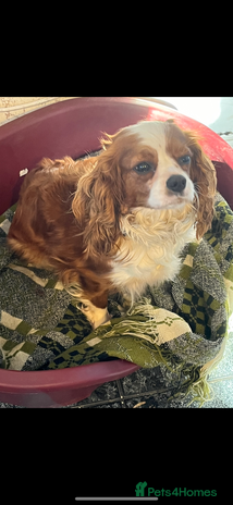 Cavalier King Charles Spaniel dogs - Advert 7