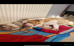 English Bulldog dogs for sale:  ASAP Needs to go to a good home! - Image 2