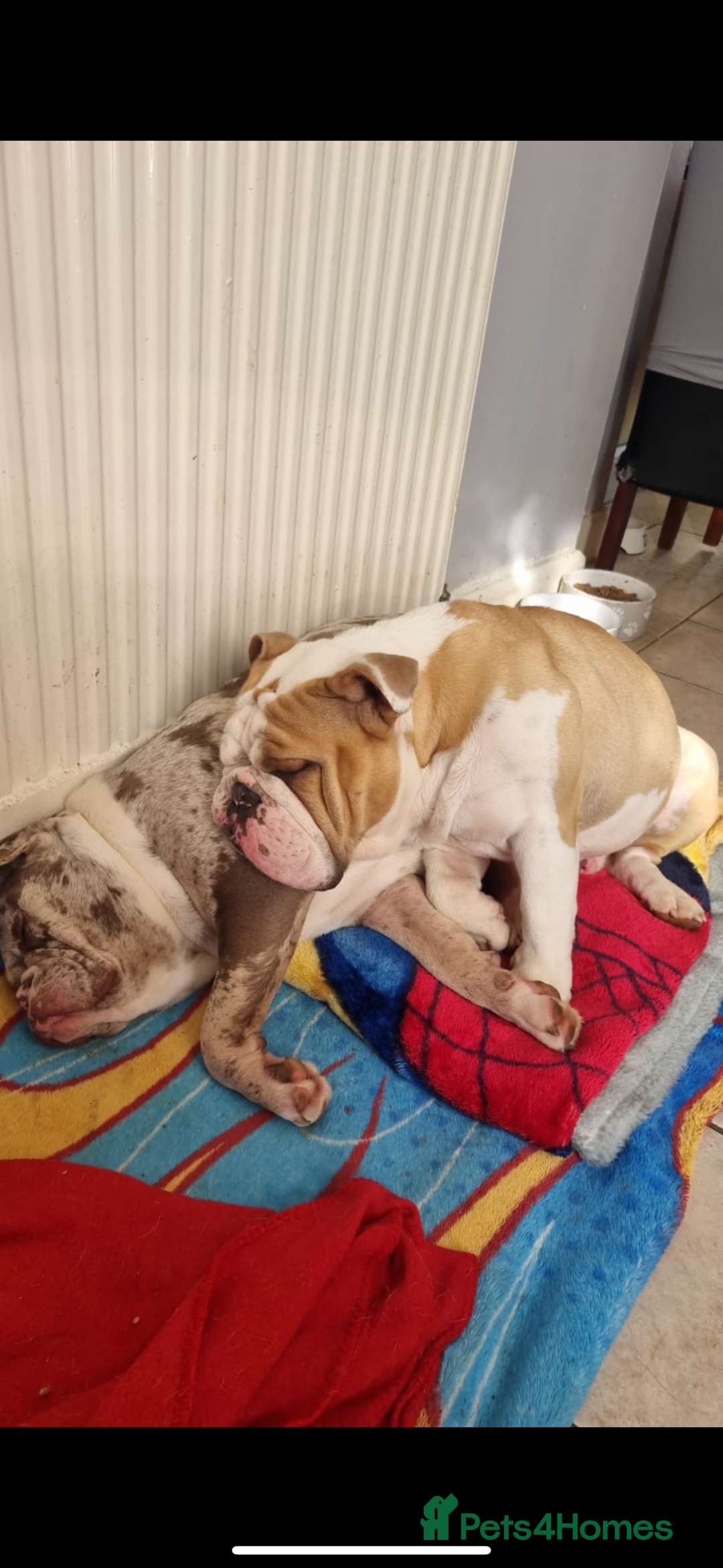 English Bulldog dogs for sale:  ASAP Needs to go to a good home! - Image 2