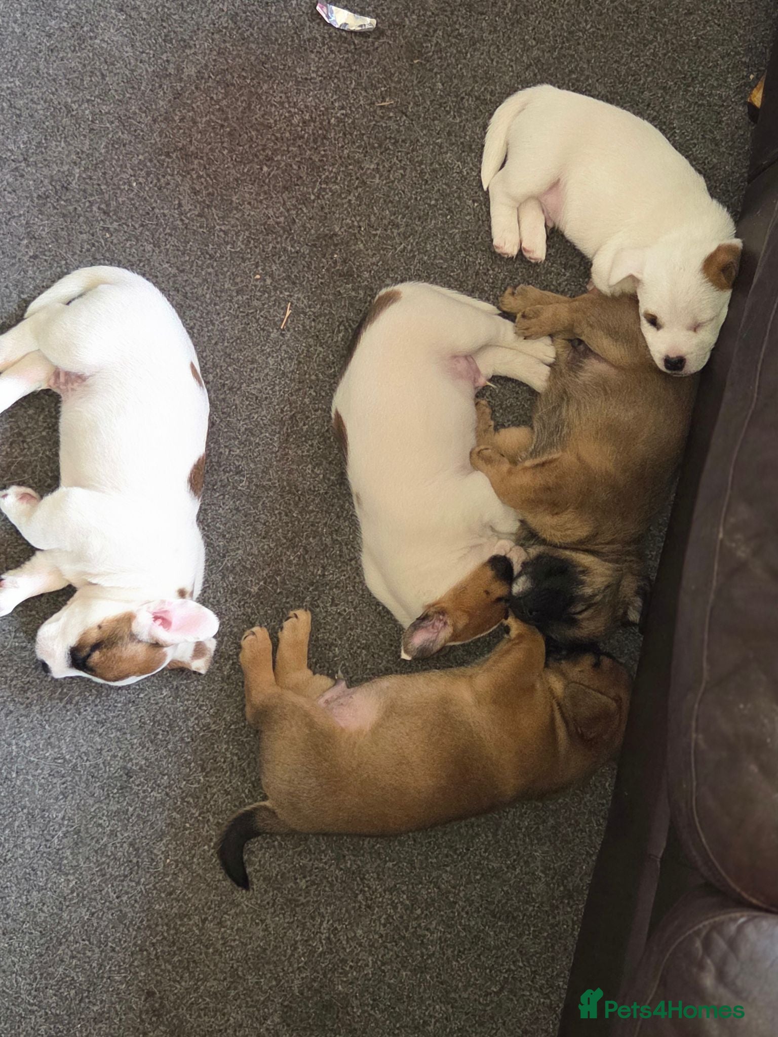 Mixed Breed dogs Jack Russell mixed breed puppies - Advert 14