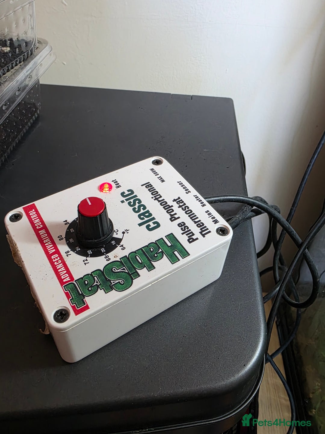 Chameleon reptiles for sale: Yemen and full setup - Advert 3