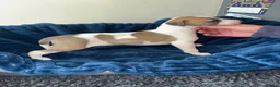 Mixed Breed dogs for sale: Saluki whippet greyhound - Advert 20