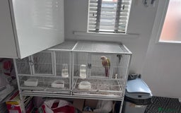 Conures birds for sale: Conures for sale with cage  - Image 2