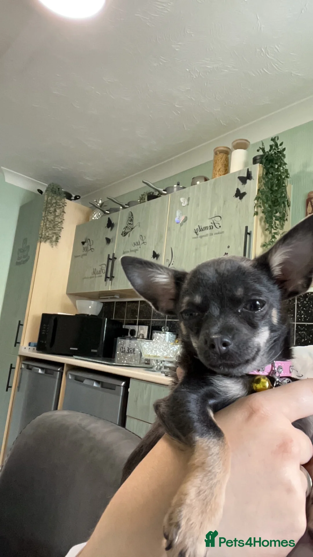 Chihuahua dogs for sale: Tinkerbell  - Advert 4